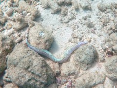 Spotted Moray Eel (?)  